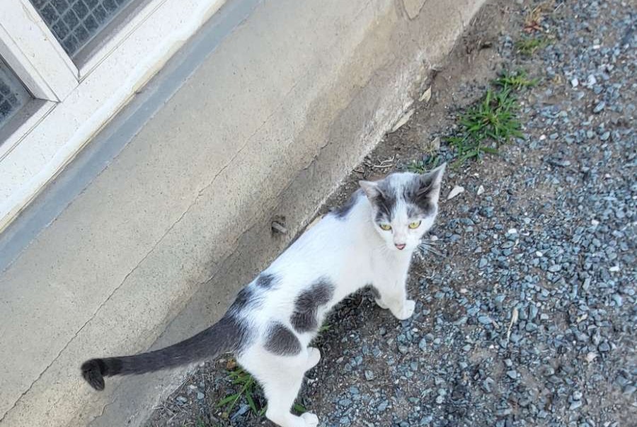 Discovery alert Cat Female , Between 7 and 9 months Périgueux France